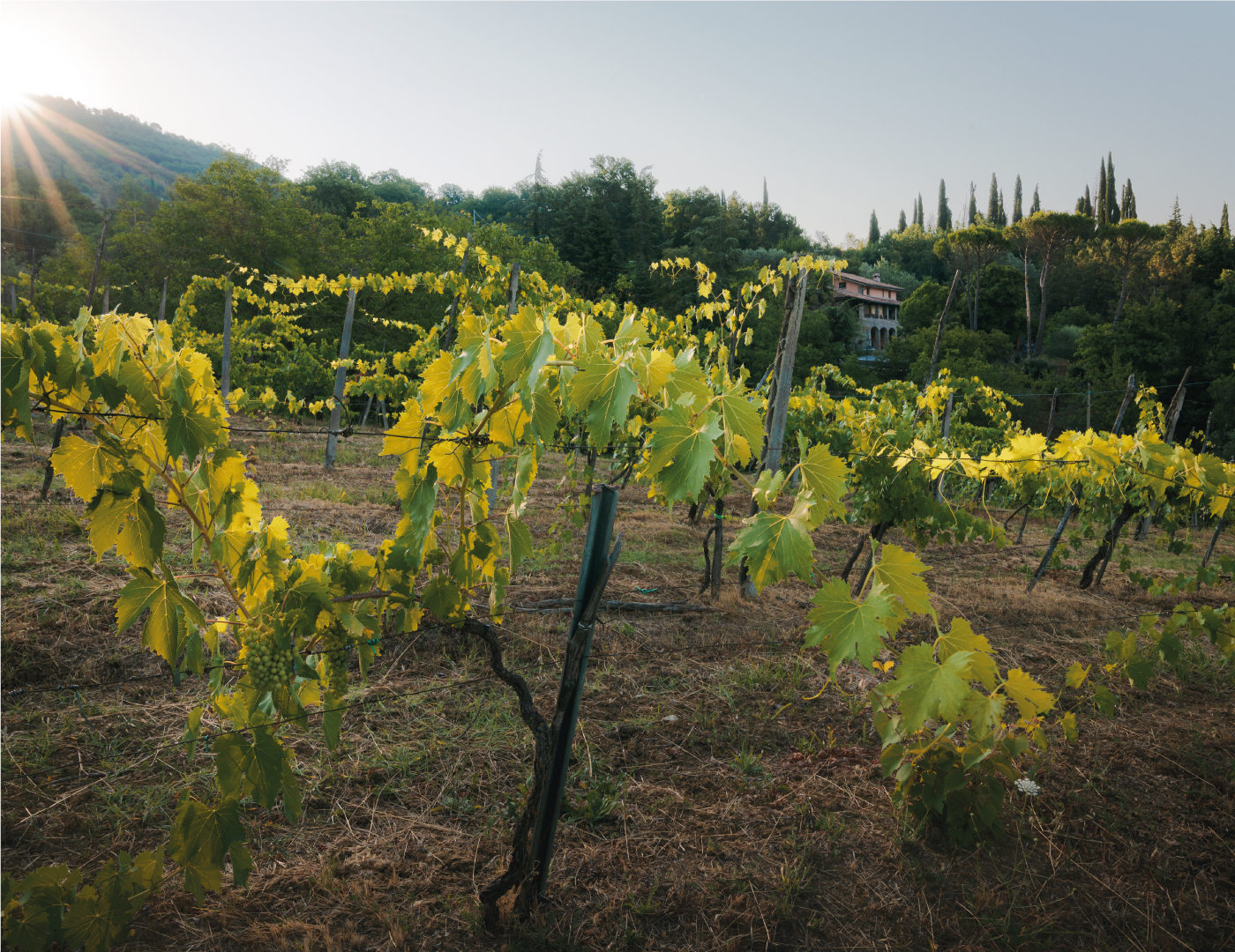 casa-vinicola-la-fornace---gallery12