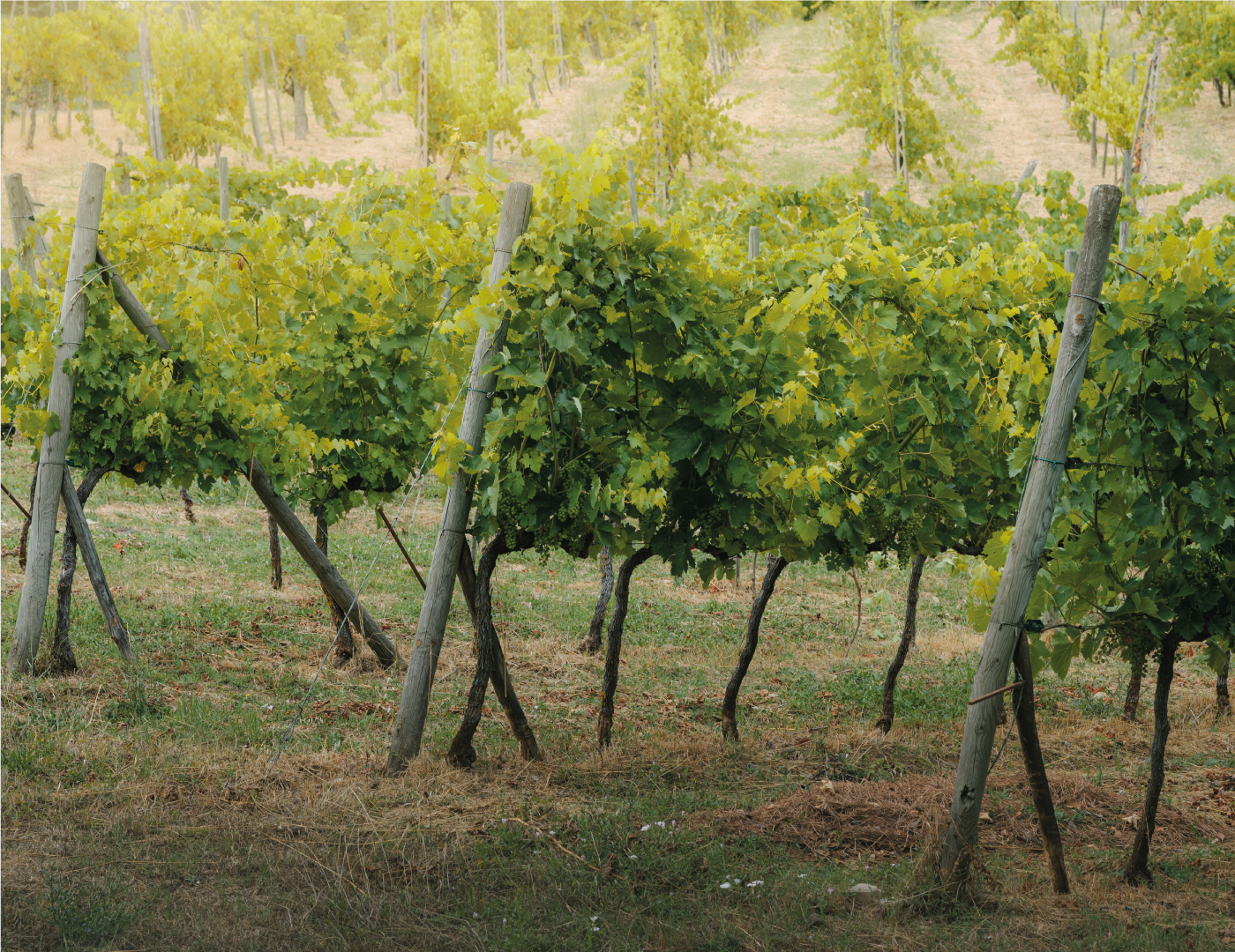 casa-vinicola-la-fornace---gallery2