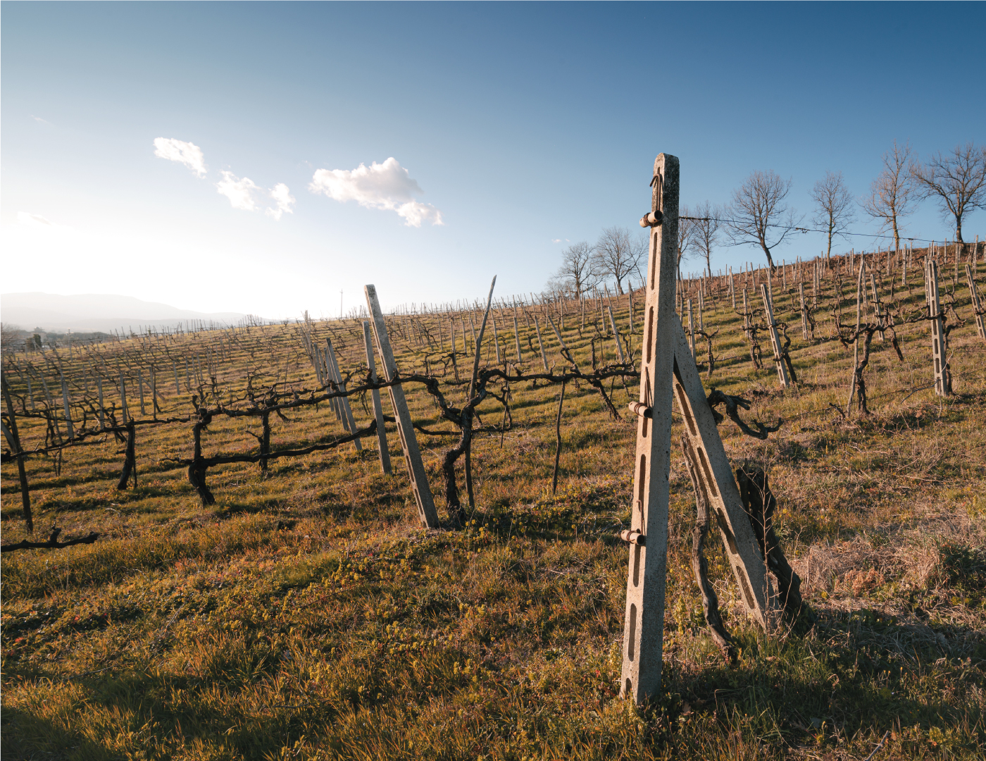 casa-vinicola-la-fornace---gallery8